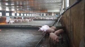 10 lợi ích của điện mặt trời cho ngành chăn nuôi